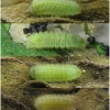 aric artaxerxes larva4 volg2